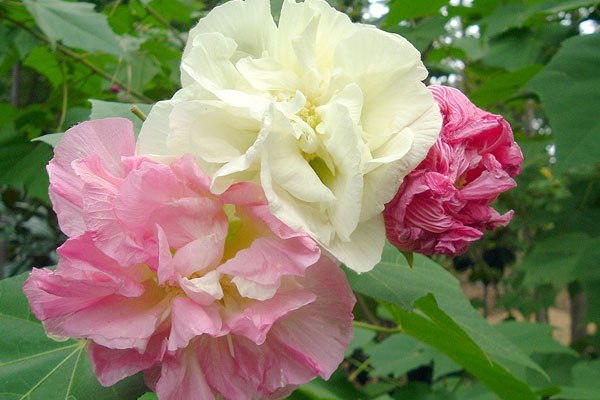 HIBISCUS MUTABILIS DOBRADO