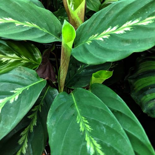 Калатея Луизы (Calathea louisae