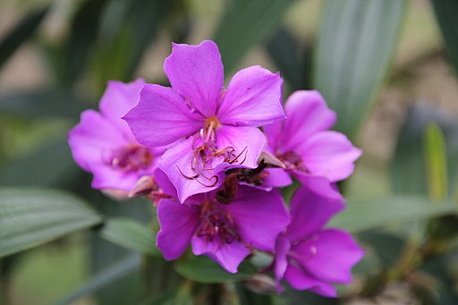 Tibouchina – Wikipédia, a enciclopédia livre