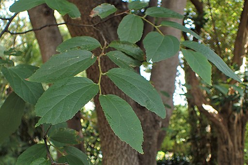 Luehea divaricata - Programa Arboretum